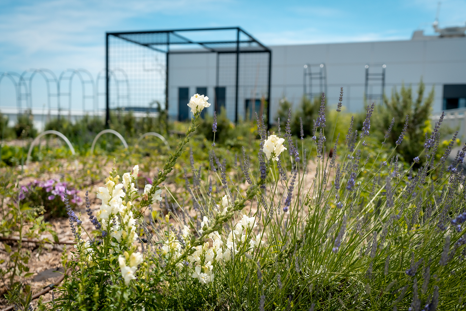 Roof Garden of the BMW Group Building